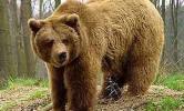 Медведь устроил пикник в кабриолете