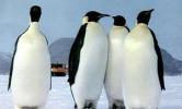В Техасе попал в ДТП грузовик с пингвинами, 4 птицы погибли