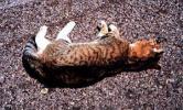 Кошка стала причиной ДТП с 6 автомобилями на Дмитровском шоссе
